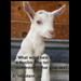 Goat Sex